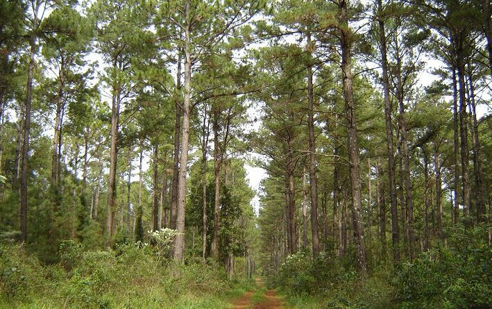 Empresas forestales quieren emitir bonos de carbono y piden a Misiones repartir mejor lo que se genere